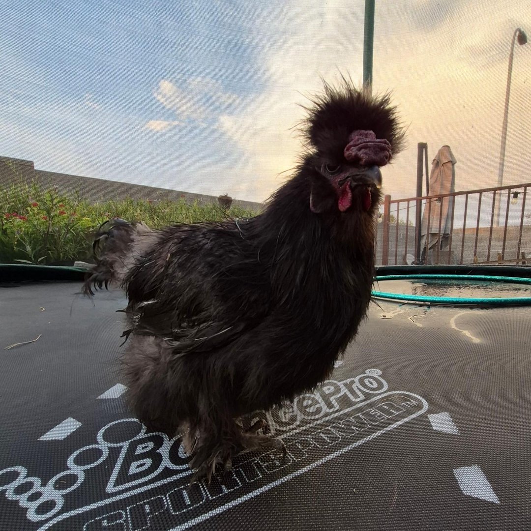Jamarcus, a fluffy black silkie rooster, standing on a trampoline